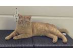 Adopt Bronco a Domestic Short Hair, Tabby