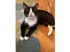 Adopt Abner the Affectionate a Domestic Short Hair