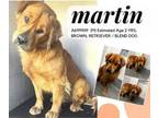 Adopt Martin a Golden Retriever