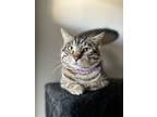 Adopt DUSTY a American Shorthair