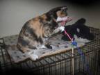 Adopt Calico and Tortie kittens female -- Oakhurst CA a Calico