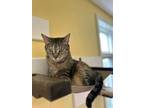 Adopt Peach a Domestic Short Hair