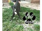 Adopt Rose a Black Labrador Retriever, Hound