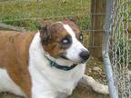 Adopt Stella a Australian Cattle Dog / Blue Heeler