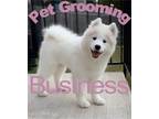 Post Falls, Vibrant and active pet grooming business with
