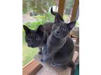 Adopt Hannah and Gracie a Domestic Short Hair