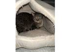 Adopt River a Domestic Short Hair