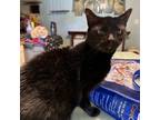Adopt Midnight Coming In a Domestic Short Hair