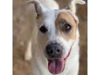 Adopt Jessica a Mixed Breed