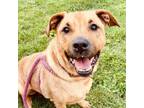 Adopt Sissy a Labrador Retriever, Mixed Breed