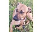 Adopt Foxy a Black Mouth Cur