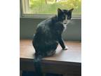 Adopt LaDonna a Tortoiseshell