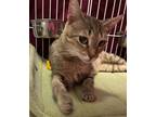 Adopt Isabella a Domestic Short Hair