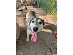 Adopt Lark a Husky