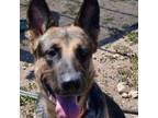 Adopt Bella a German Shepherd Dog