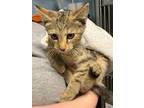 Adopt Enith a Domestic Medium Hair