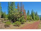 Northern California Forest Land 1 Acre - Tall Pines