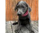 Labrador Retriever Puppy for sale in Evensville, TN, USA