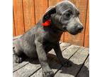 Labrador Retriever Puppy for sale in Evensville, TN, USA