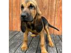 Bloodhound Puppy for sale in Evensville, TN, USA