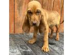 Bloodhound Puppy for sale in Evensville, TN, USA