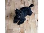 Yorkshire Terrier Puppy for sale in Foster, RI, USA