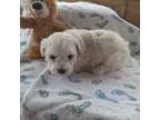 Poodle (Toy) Puppy for sale in Fort Rock, OR, USA