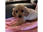 Cavapoo Puppy for sale in Carlton, GA, USA