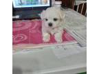 Maltese Puppy for sale in Dwight, IL, USA