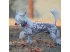 Qilin Chinese Crested