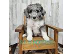 Aussiedoodle Puppy for sale in Jacksonville, NC, USA