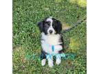 Aussiedoodle Puppy for sale in Jacksonville, NC, USA