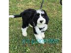 Aussiedoodle Puppy for sale in Jacksonville, NC, USA