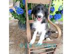 Aussiedoodle Puppy for sale in Jacksonville, NC, USA