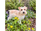 Opals Blkcollar wheaten girl