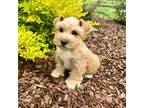 Schnauzer (Miniature) Puppy for sale in Vilonia, AR, USA