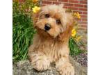 Cavapoo Puppy for sale in San Francisco, CA, USA