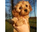 Cavapoo Puppy for sale in San Francisco, CA, USA