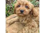 Cavapoo Puppy for sale in Jasper, IN, USA