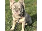 French Bulldog Puppy for sale in Quincy, IL, USA