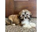 Lhasa Apso Puppy for sale in Nappanee, IN, USA