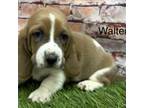Basset Hound Puppy for sale in Chapman, KS, USA
