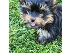 Yorkshire Terrier Puppy for sale in Central Point, OR, USA