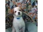 Mutt Puppy for sale in Paterson, NJ, USA