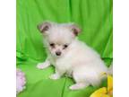 Chihuahua Puppy for sale in Huntsville, TX, USA