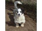 Pembroke Welsh Corgi Puppy for sale in Priest River, ID, USA