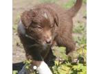 Border Collie Puppy for sale in Hayward, CA, USA