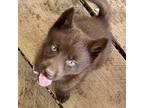 Siberian Husky Puppy for sale in Union, MS, USA