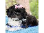 Shih Tzu Puppy for sale in Belton, TX, USA