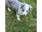 Aussiedoodle Puppy for sale in Spraggs, PA, USA